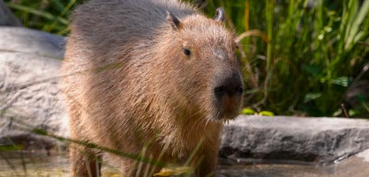 And Finally: A Capybara on the Lam in England