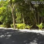 Purges at Home: Bondi Out, Army Chief Fired