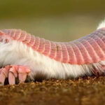 Wembanyama Makes NBA History