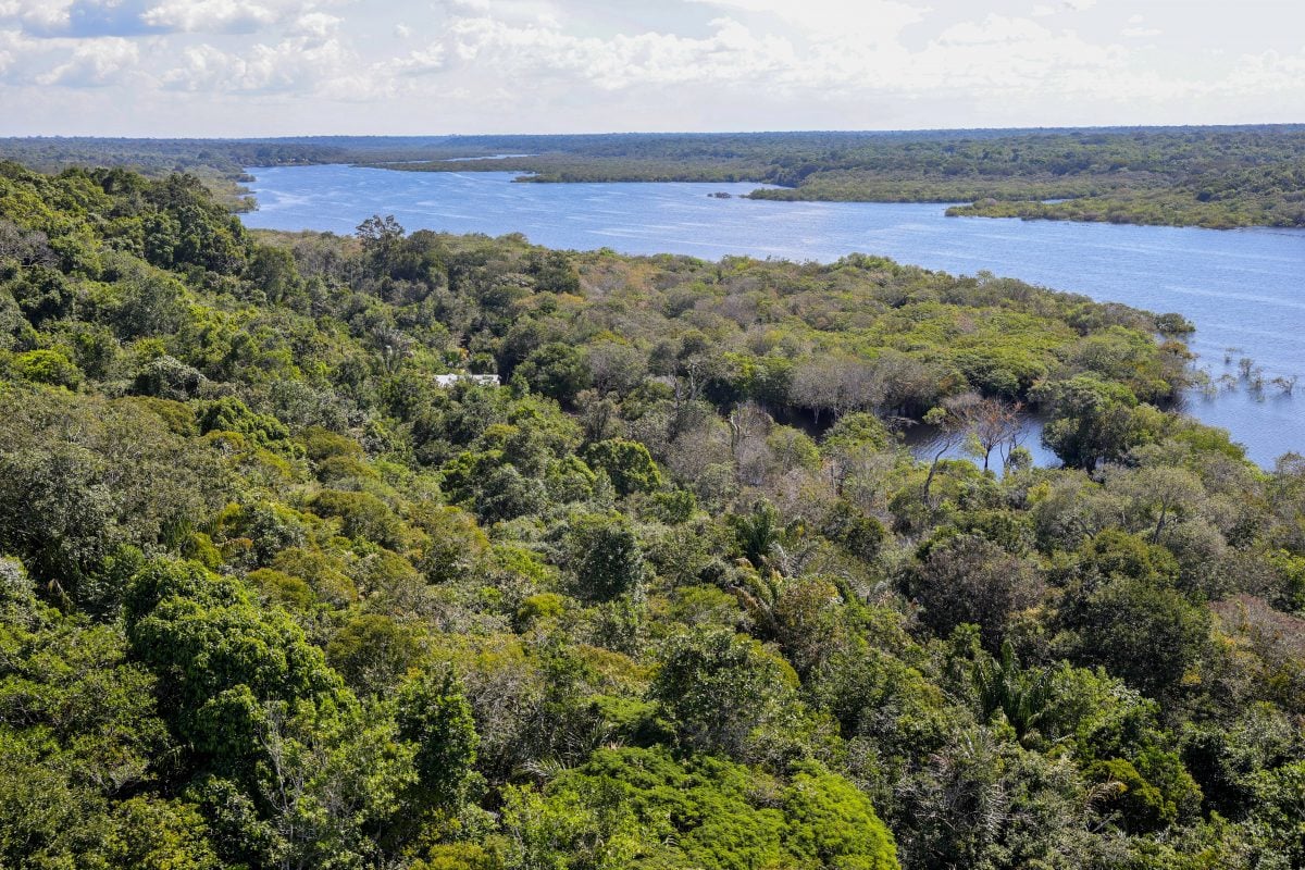 Amazon Deforestation Plunges 61% in Record Drop